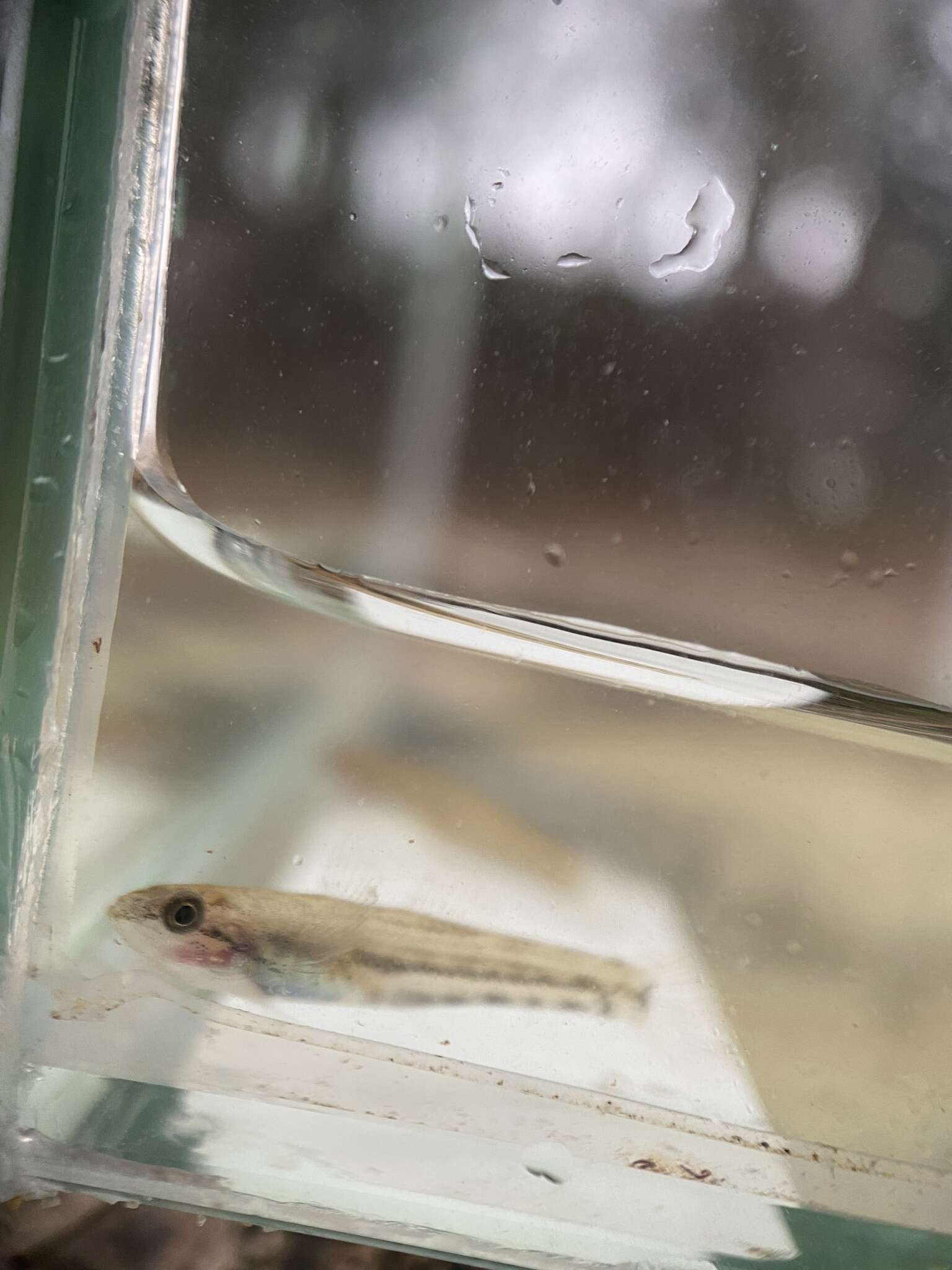 Image of Striped gudgeon