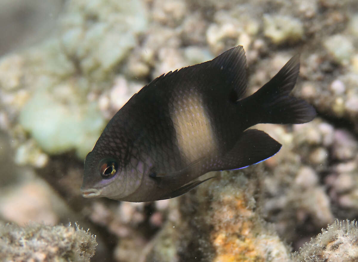 Image of dusky farmerfish