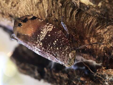 Platybrachys decemmacula (Walker 1851) resmi