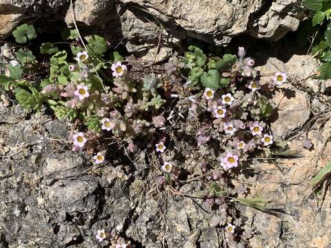 Image of Sedum mucizonia