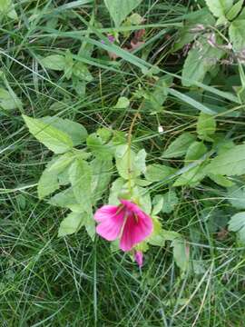 Image of Malope trifida Cav.