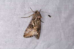 صورة Autographa gamma Linnaeus 1758