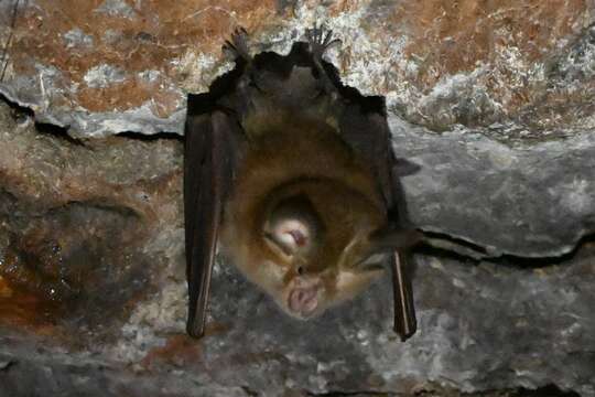 Image of Least Horseshoe Bat