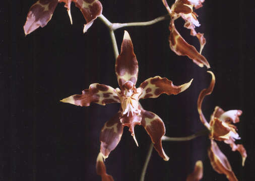 Plancia ëd Odontoglossum