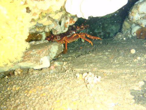 Image of Red Rock Lobster