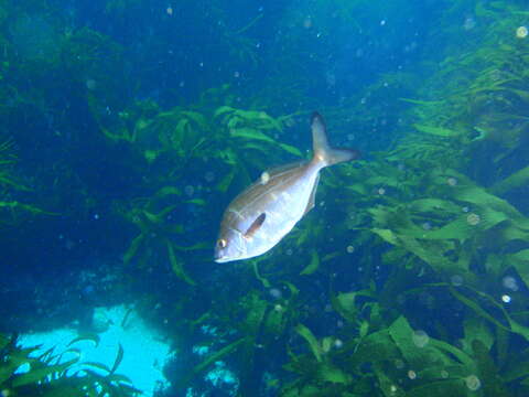 صورة Latridopsis forsteri (Castelnau 1872)