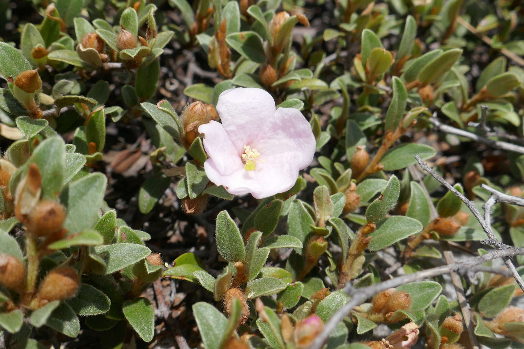 Image of Xerochlamys itremoensis Hong-Wa