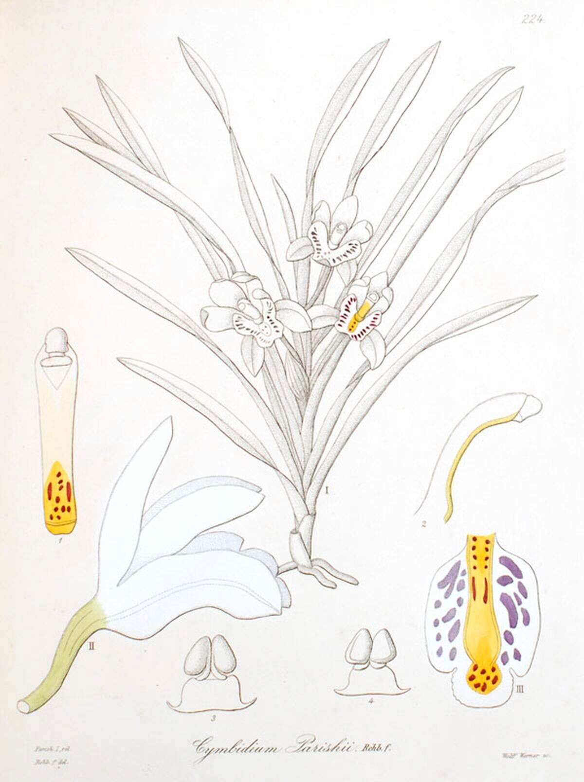 Image de Cymbidium parishii Rchb. fil.