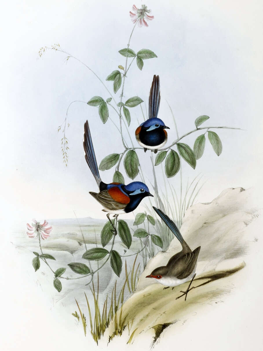 Image of Blue-breasted Fairy-wren