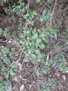 Image de Myrtus communis subsp. communis