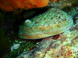 Image of Blacklip abalone