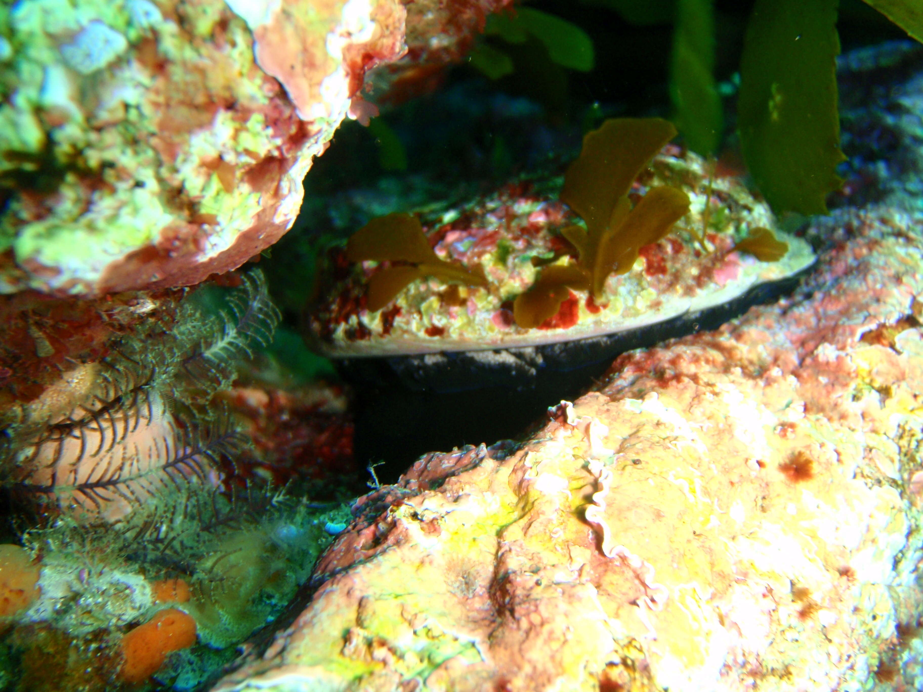 Image of Blacklip abalone