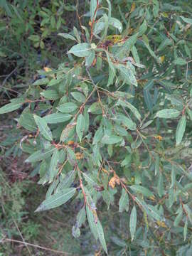 Image of Salix subfragilis Anderss.