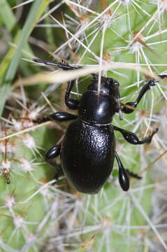 Image of Moneilema annulatum Say 1824