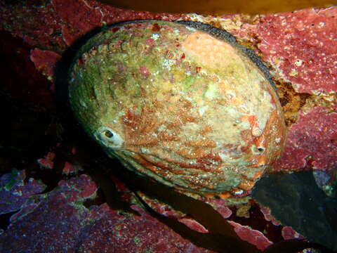 Image of Blacklip abalone