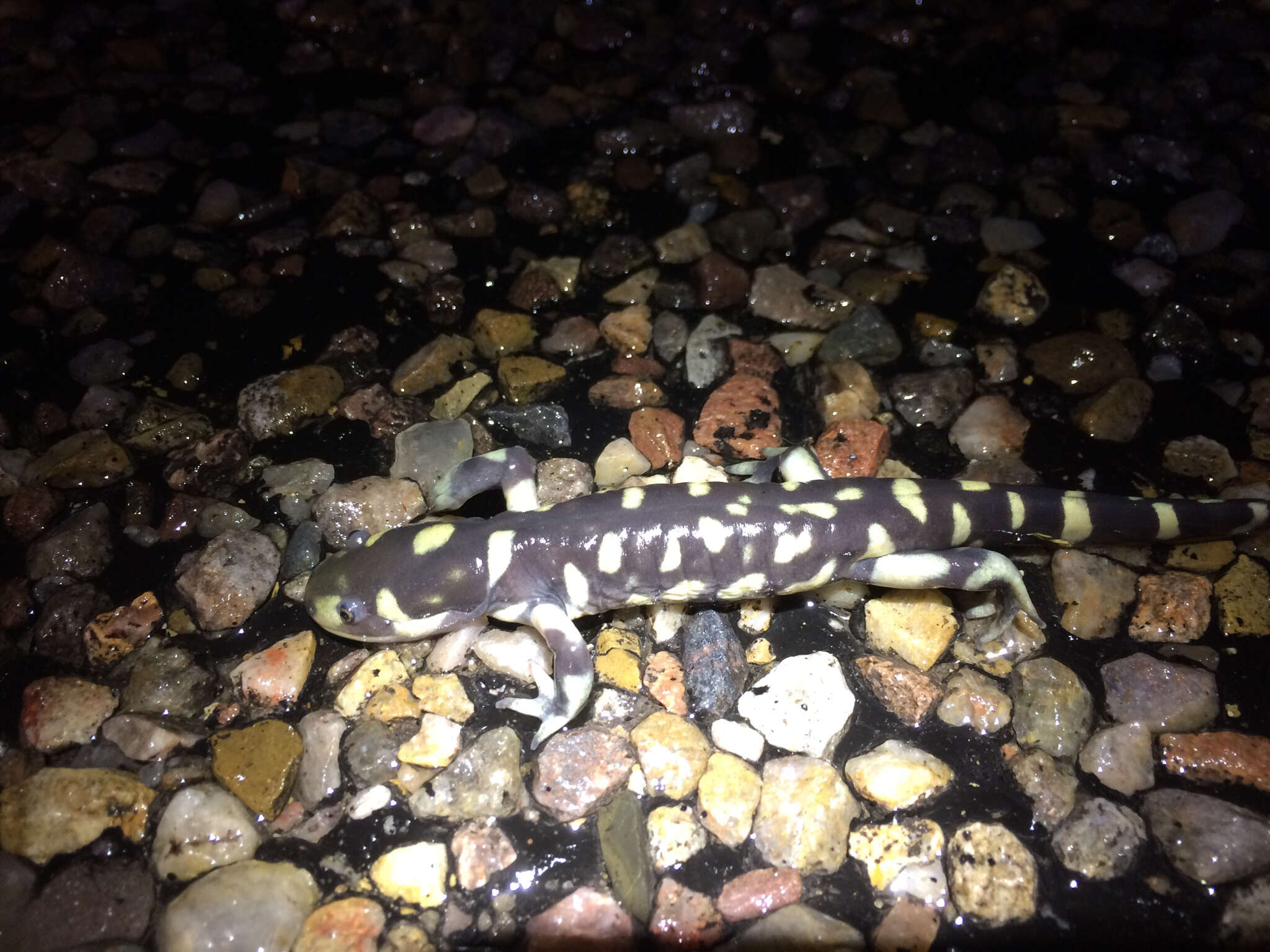 Image of Barred Tiger Salamander