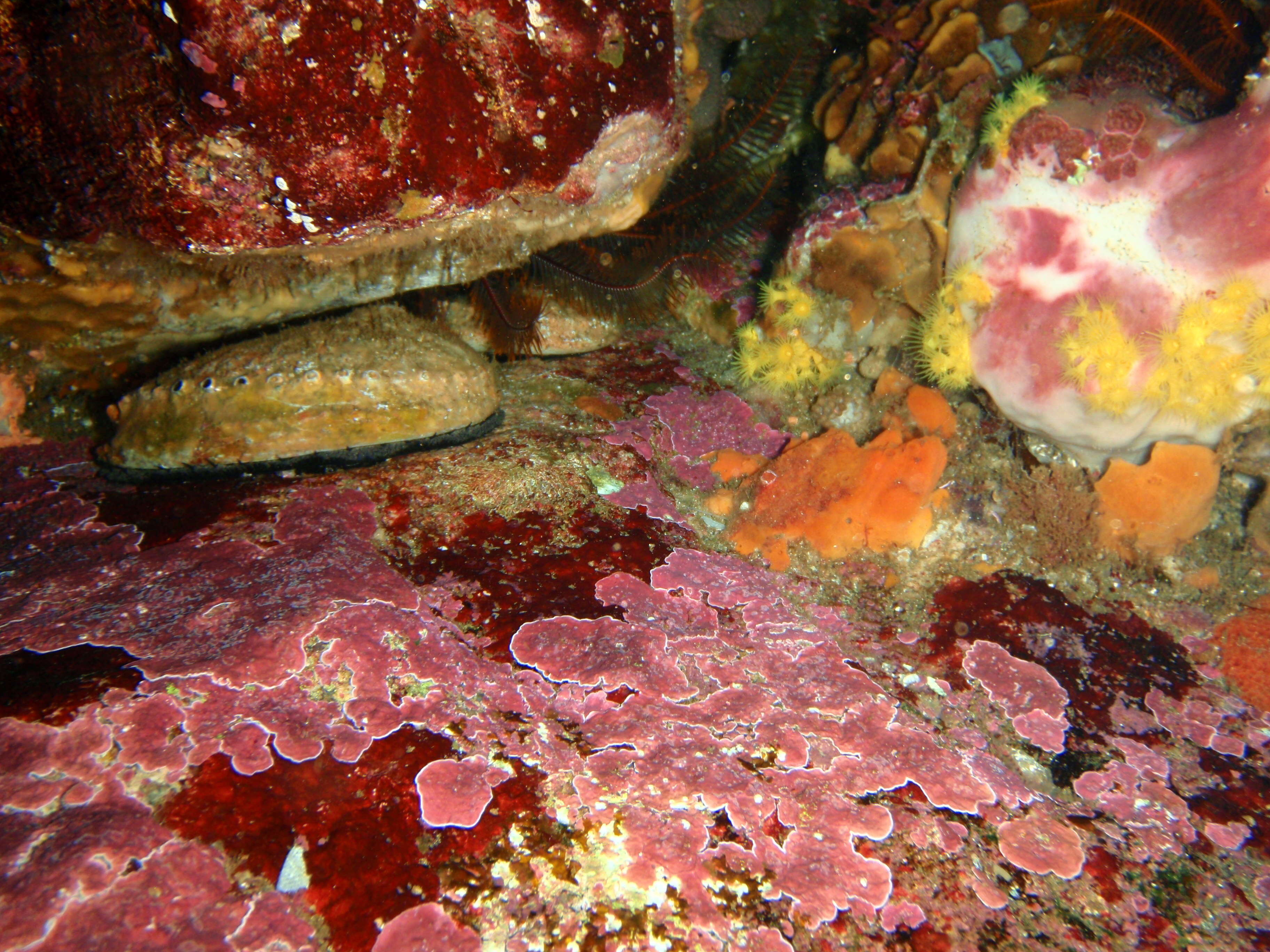 Image of Blacklip abalone