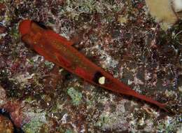 Image of Whitestar Cardinalfish