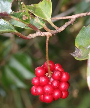 Image of <i>Kadsura japonica</i> (L. fil.) Dun.