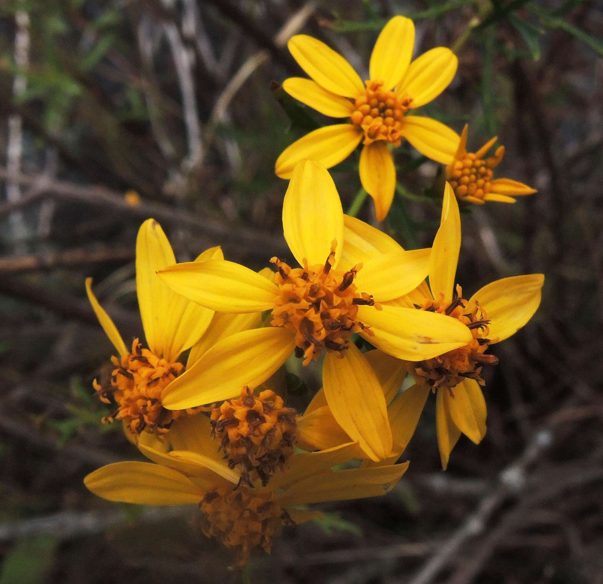 Image of Coreopsis petrophila A. Gray