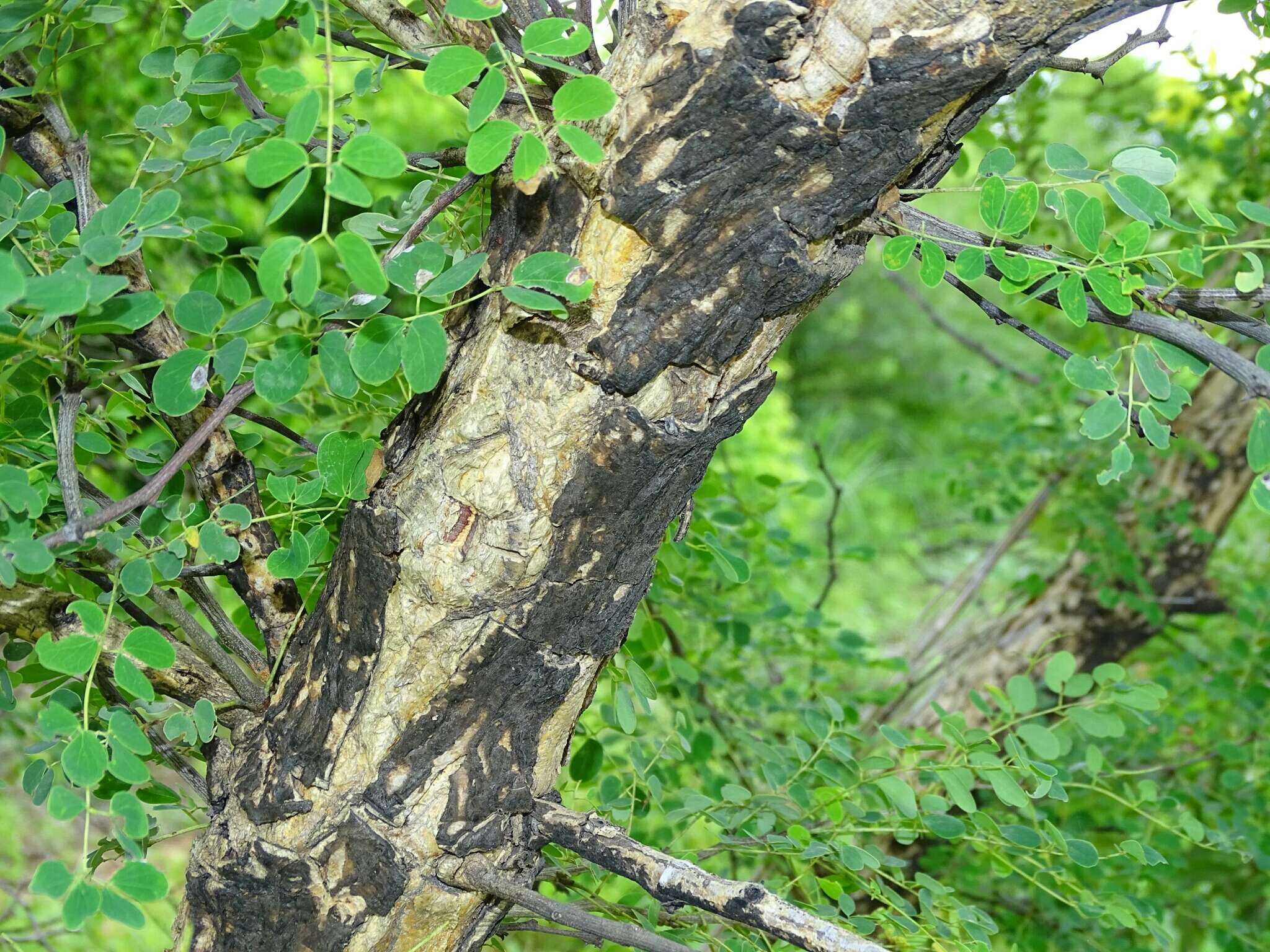 Image of Senegalia gourmaensis (A. Chev.) Kyal. & Boatwr.