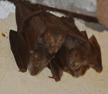 Image of Hairy Slit-faced Bat -- Hairy Slit-faced Bat