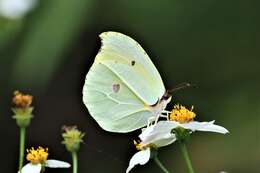 Image of Gonepteryx amintha (Blanchard 1871)