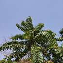 Image of Duabanga grandiflora (Roxb. ex DC.) Walp.