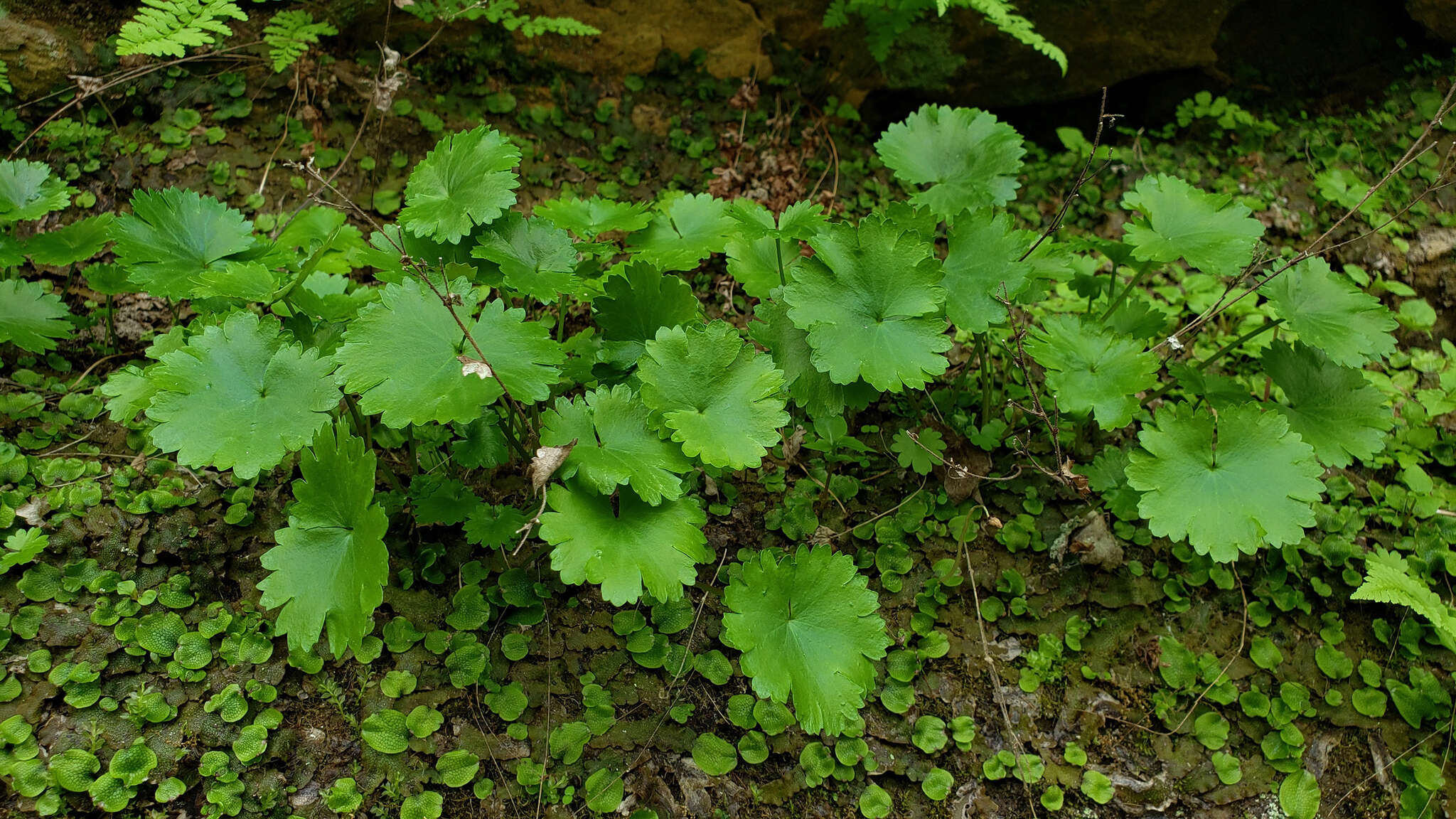 Image of Sullivant's coolwort