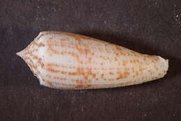 Image of Conus laterculatus G. B. Sowerby II 1870