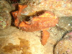 Image of Aetapcus