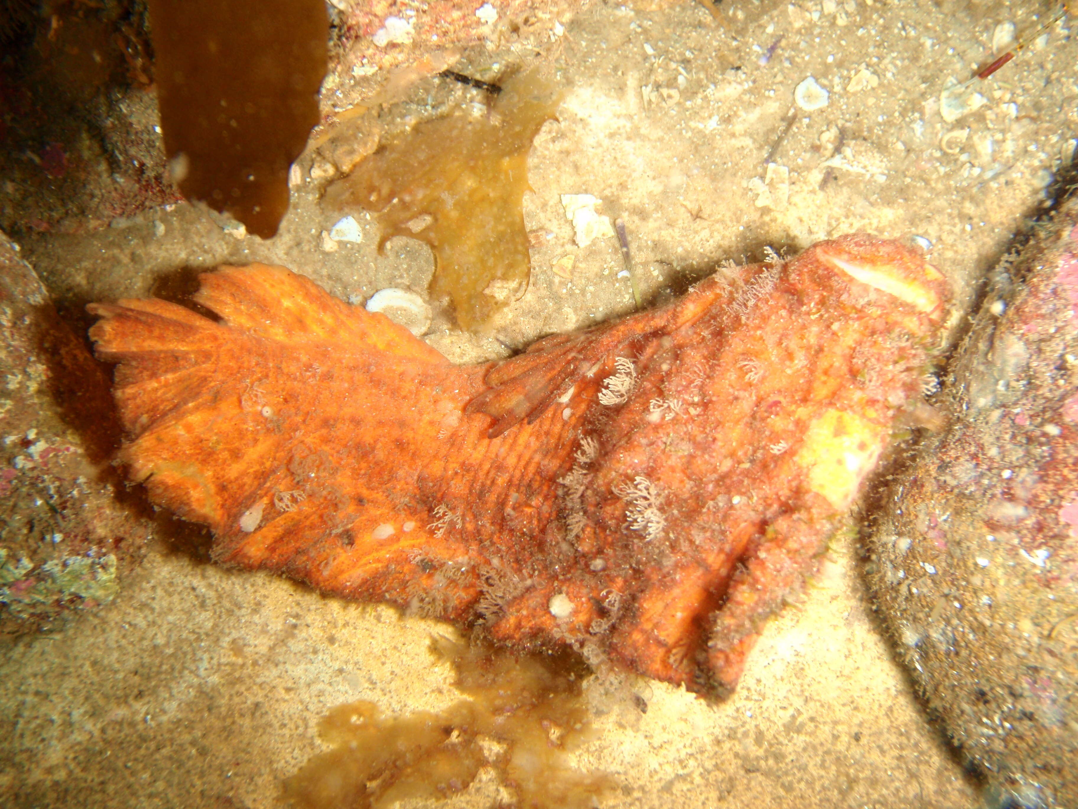 Image of Aetapcus