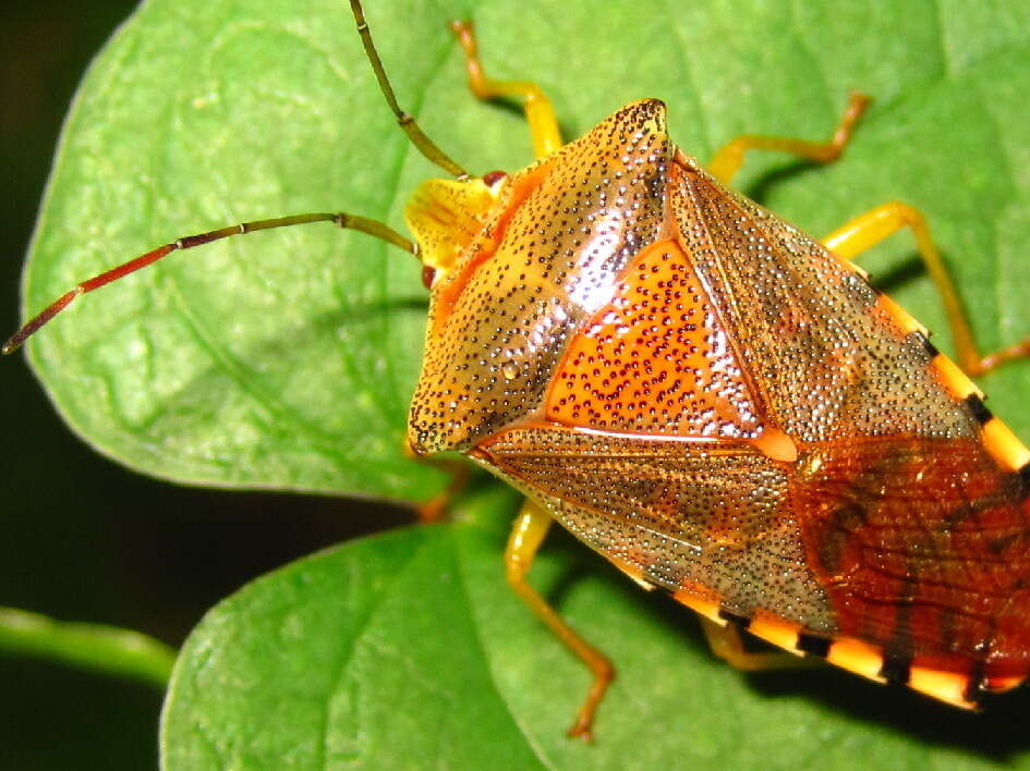 Image of Acanthosoma denticaudum Jakovlev 1880