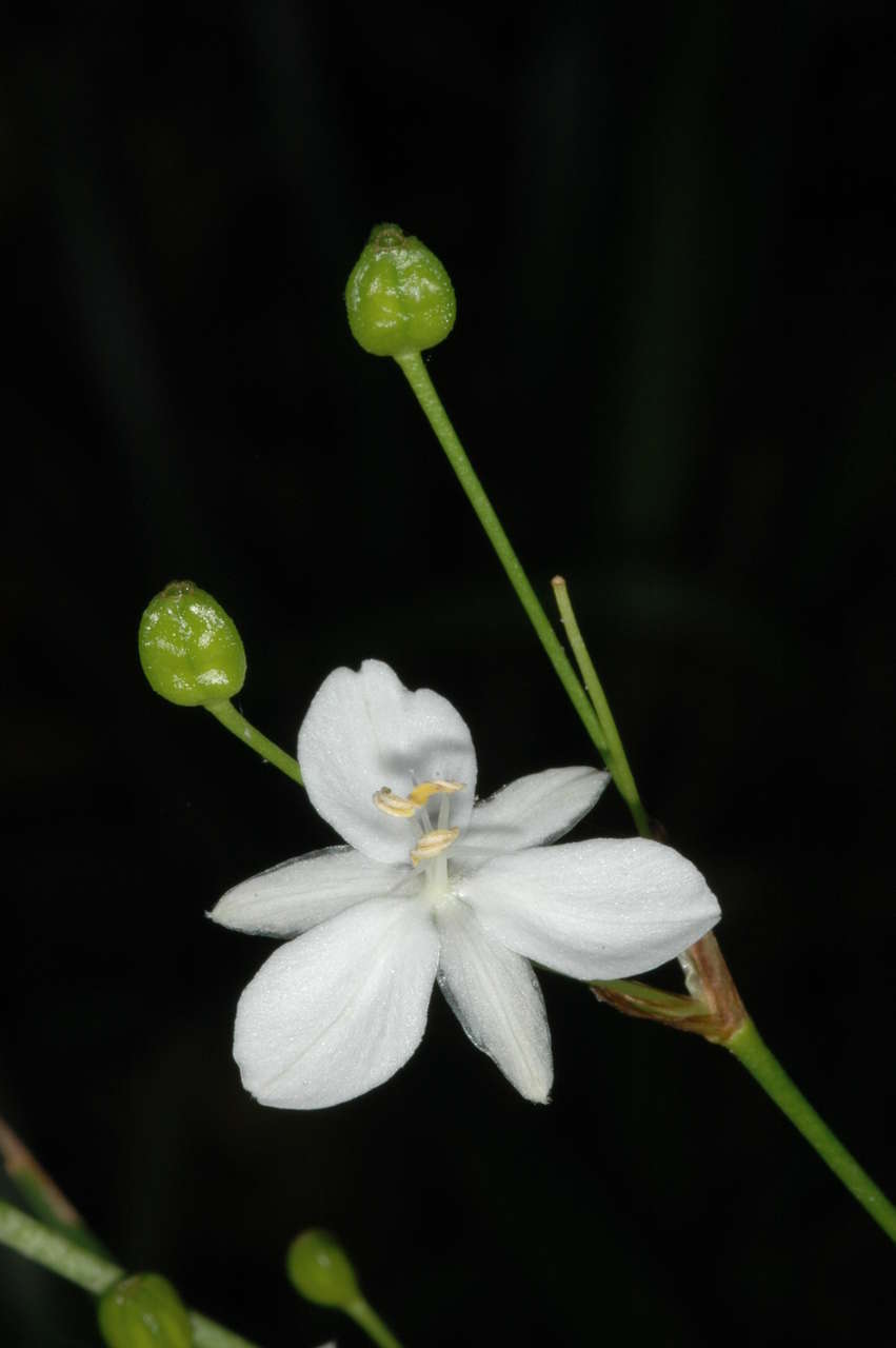 Image de Libertia paniculata (R. Br.) Spreng.