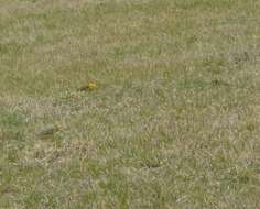 Image of Yellowhammer