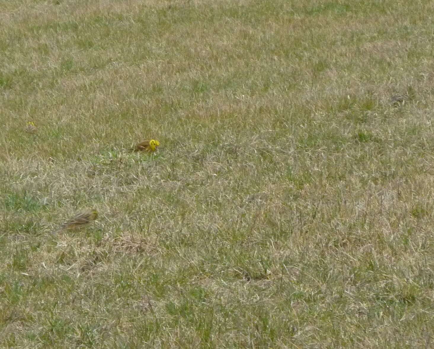 Image of Yellowhammer