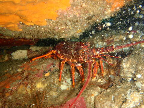 Image of Red Rock Lobster