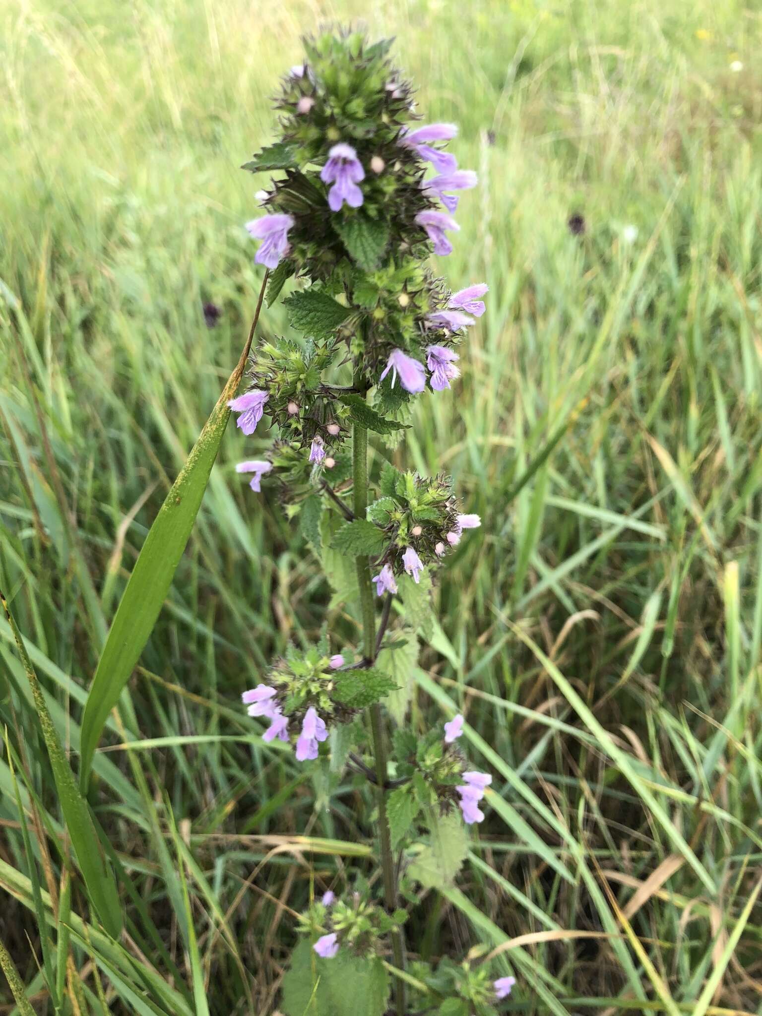 Image of black horehound