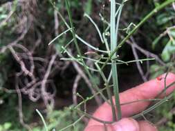 Sivun Teucrium junceum (A. Cunn. ex Walp.) Kattari & Heubl kuva