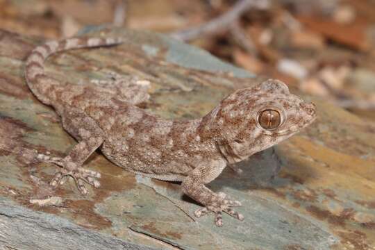 Image of Fragile Thick-toed gecko