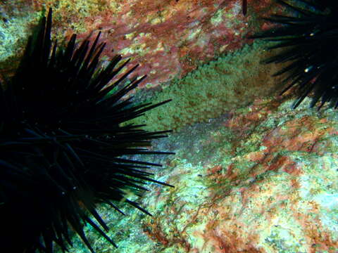 Image of Spiny Sea Urchin