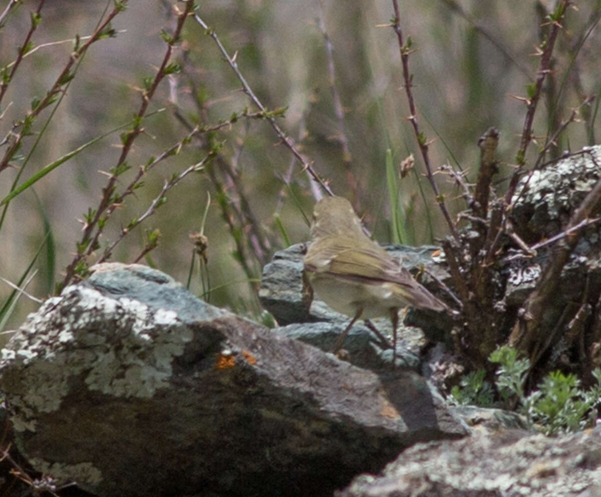 Imagem de Phylloscopus trochiloides (Sundevall 1837)