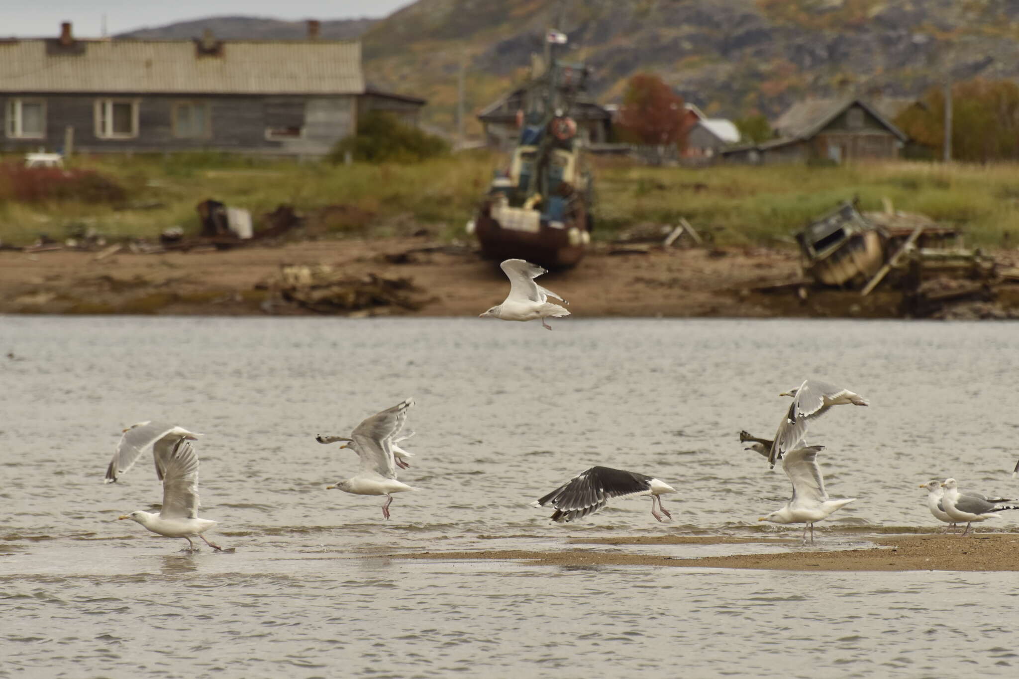 Image of herring gull