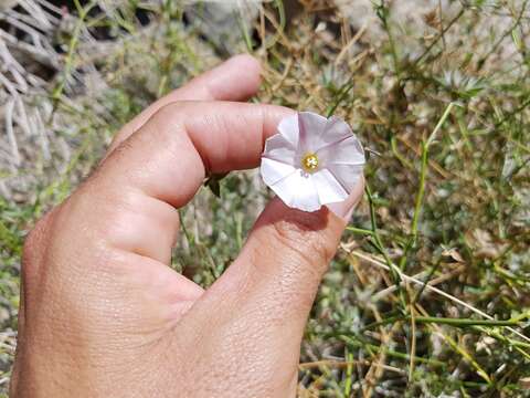 Image of Convolvulus virgatus Boiss.