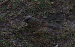 Image of Chestnut-breasted Bunting