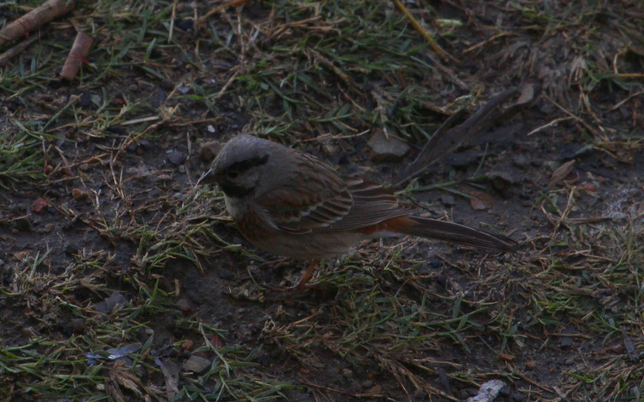 Image of Chestnut-breasted Bunting