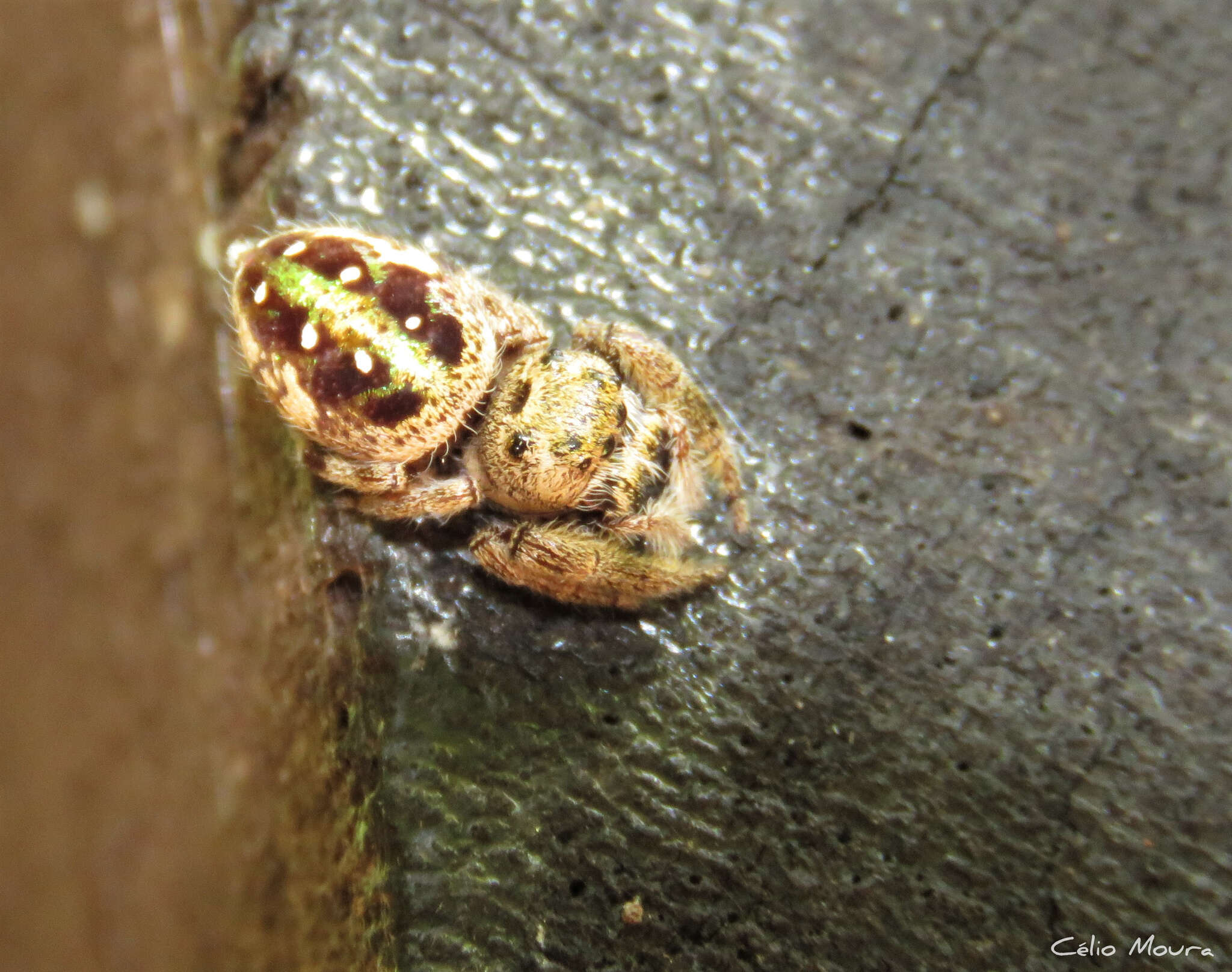 Image of Parnaenus cyanidens (C. L. Koch 1846)