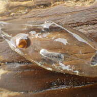 Image of common salp