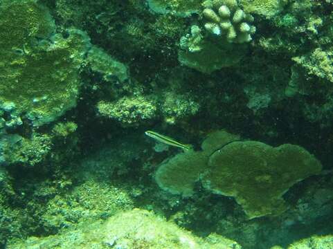 Image of Biting Blenny