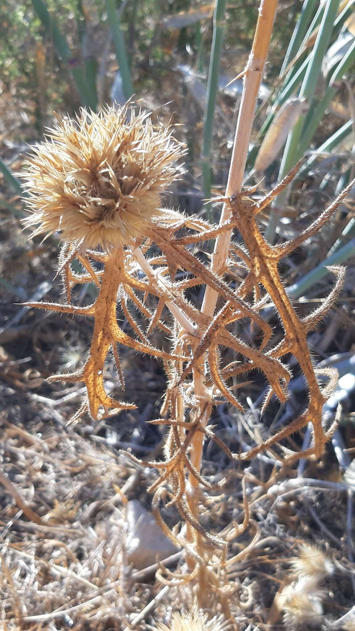 Image of Echinops strigosus L.